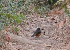 Cossypha albicapillus