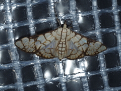 Aphytoceros lucusalis