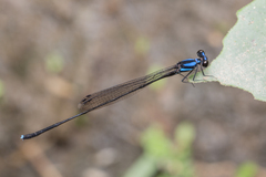 Prodasineura collaris