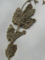 Veronica chamaedrys chamaedrys