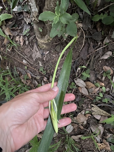 Cyrtanthus sanguineus