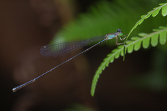 Amphicnemis gracilis