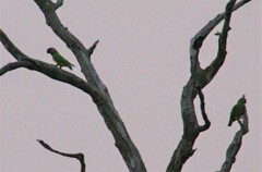 Poicephalus senegalus