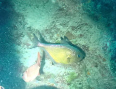 Pempheris vanicolensis