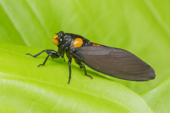 Huechys fusca