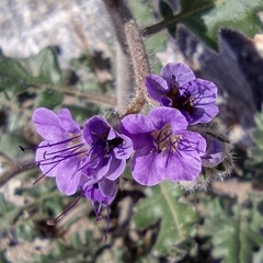 Phacelia crenulata ambigua
