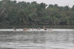 Pelecanus rufescens