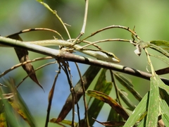 Dendrelaphis girii