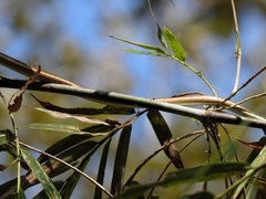 Dendrelaphis girii