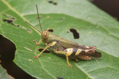 Apalacris varicornis