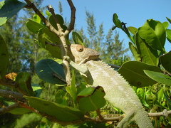 Furcifer verrucosus