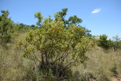 Vitex rehmannii