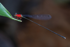 Amphicnemis gracilis