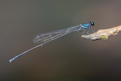 Prodasineura collaris