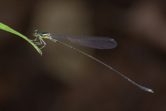 Amphicnemis