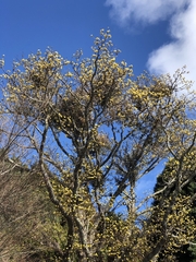 Sassafras randaiense