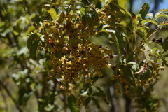 Vitex rehmannii