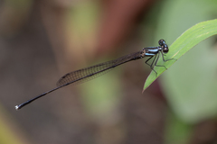 Prodasineura collaris