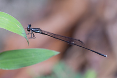 Prodasineura collaris