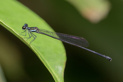 Prodasineura collaris