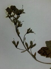 Veronica chamaedrys chamaedrys