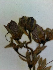 Veronica chamaedrys chamaedrys