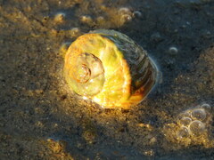 Amphibola crenata