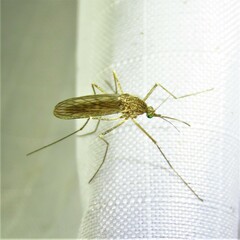 Culiseta inornata