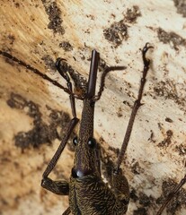 Lasiorhynchus barbicornis