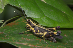 Traulia azureipennis
