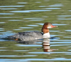 Mergus merganser americanus