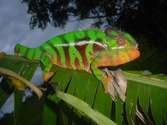 Furcifer pardalis