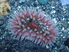 Urticina clandestina