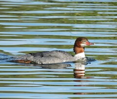 Mergus merganser americanus