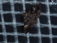 Aporoctena scierodes