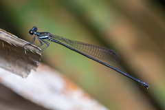 Prodasineura collaris