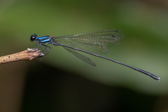 Prodasineura collaris