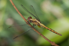 Orthetrum glaucum