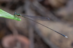 Amphicnemis gracilis