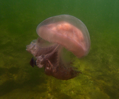 Pseudorhiza haeckeli