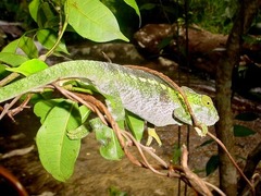 Furcifer verrucosus