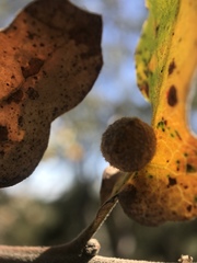 Cynips multipunctata