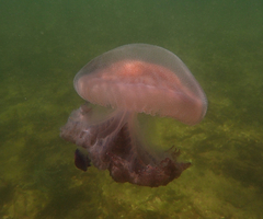 Pseudorhiza haeckeli