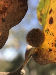 Cynips multipunctata