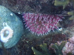 Urticina clandestina