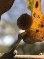 Cynips multipunctata