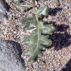 Phacelia crenulata ambigua