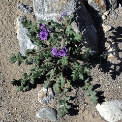 Phacelia crenulata ambigua