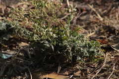 Euploca procumbens