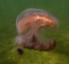 Pseudorhiza haeckeli